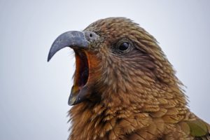 Image, Kea bird welcoming Australian entries
