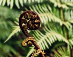 Unfurling tree fern frond, with green fronds in the background.
